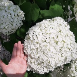 Kater Paweł Marciniak - Bliskie ujęcie białej hortensji Annabelle z dłonią obok, pokazujące jej wielkość i gęstość kwiatostanu na tle zielonych liści.