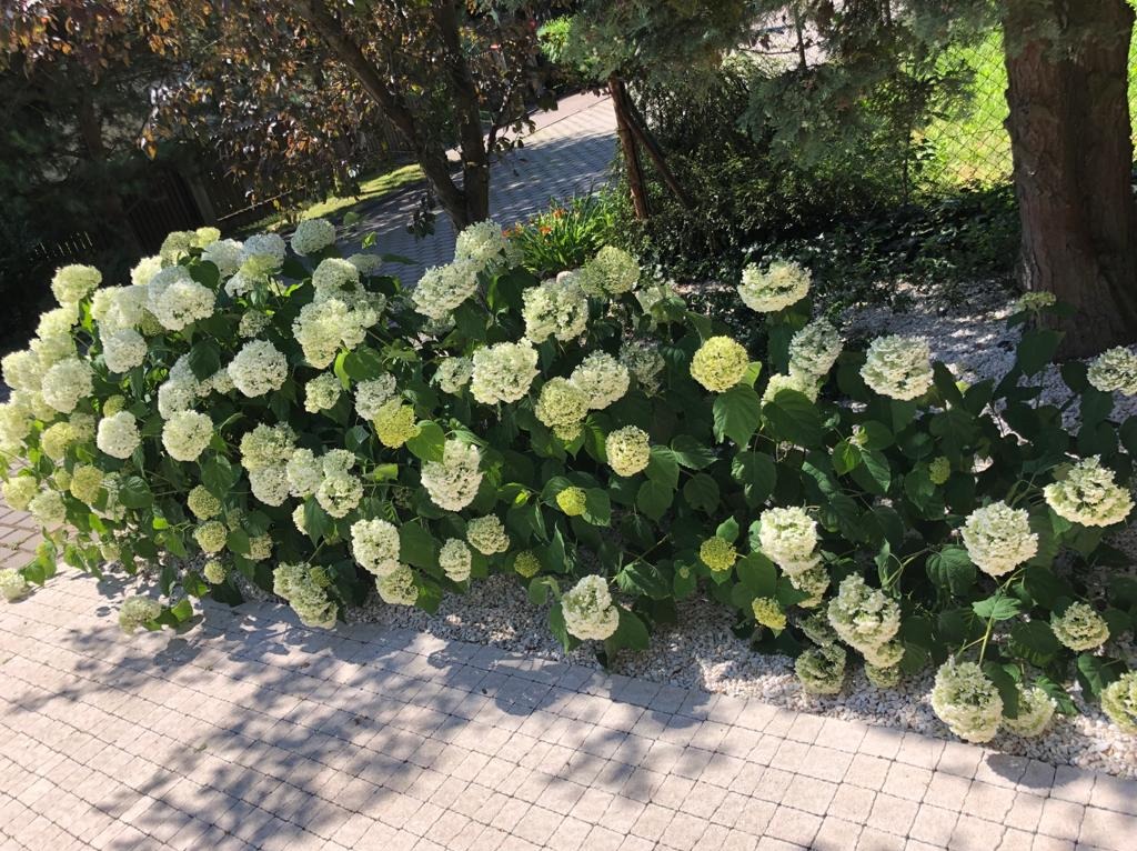 Kwitnący krzew hortensji Annabelle w ogrodzie, z widocznymi białymi kwiatostanami i zielonymi liśćmi, na tle kostki brukowej i drzew.