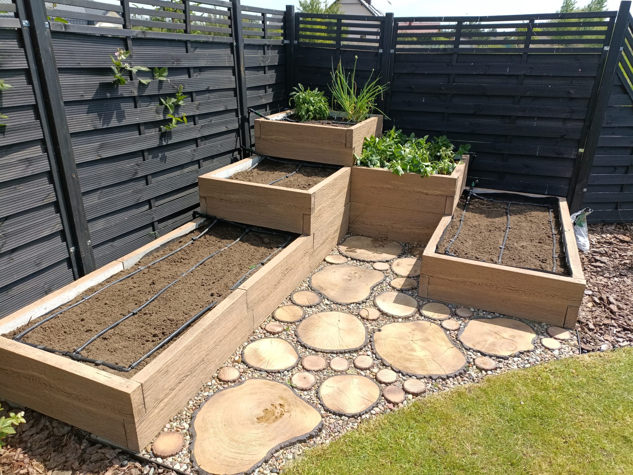 Kaskadowe rabaty warzywne z desek kompozytowych, z systemem nawadniania kropelkowego, ścieżka wyłożona drewnianymi plastrami otoczona drobnym żwirem, czarne ogrodzenie panelowe w tle.