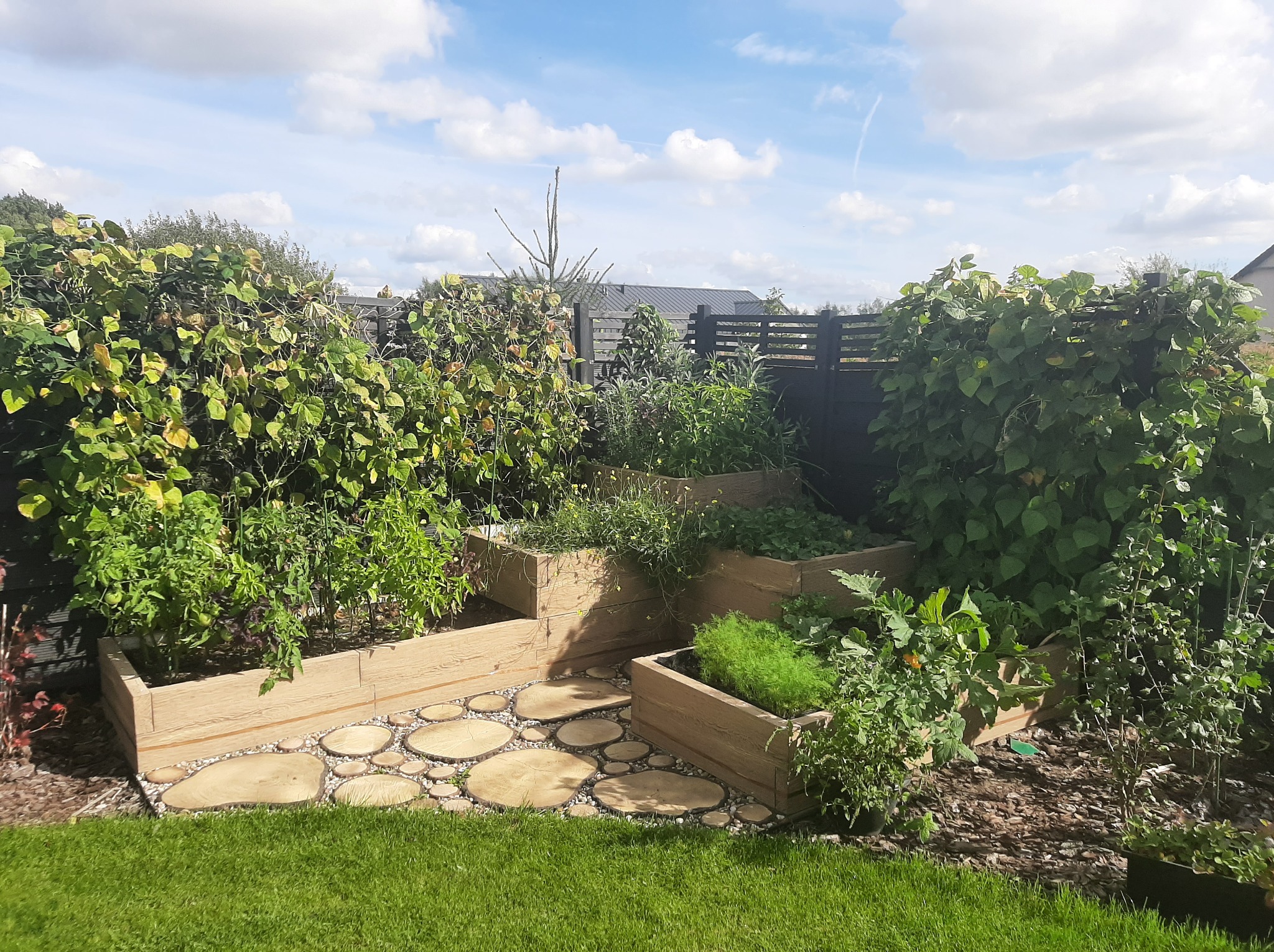 Trzy poziomy drewnianych skrzyń z ziołami i warzywami, ścieżka z drewnianych krążków, trawnik i ogrodzenie w tle, słoneczny dzień.