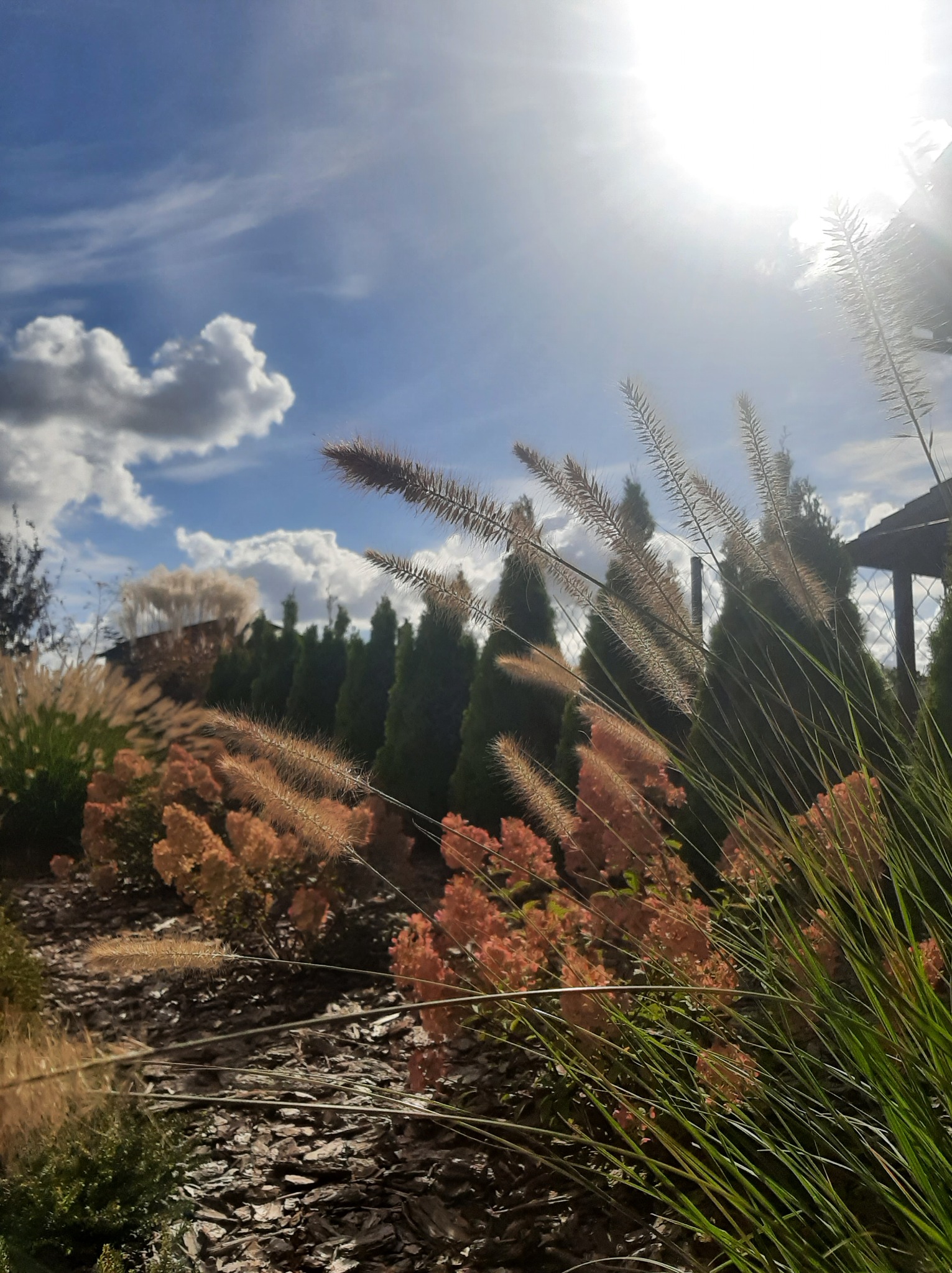 Dekoracyjne trawy i krzewy hortensji w ogrodzie, z korą drzewną na ziemi, na tle iglaków i błękitnego nieba z chmurami.