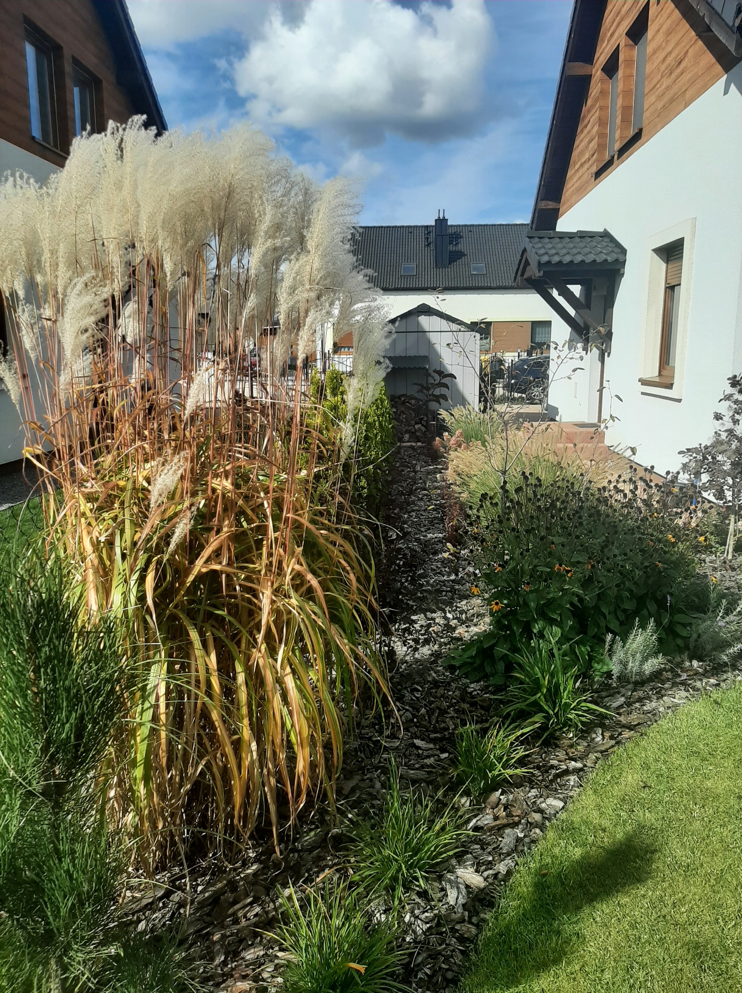 Ogród przydomowy z ozdobnymi trawami i rabatami wysypanymi korą, widok pomiędzy dwoma budynkami w słoneczny dzień.