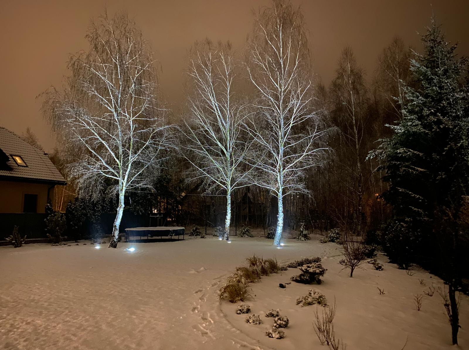 Oświetlone od dołu trzy nagie brzozy w zimowym ogrodzie pokrytym śniegiem, widoczne ślady stóp na śniegu, w tle dom i drzewa.