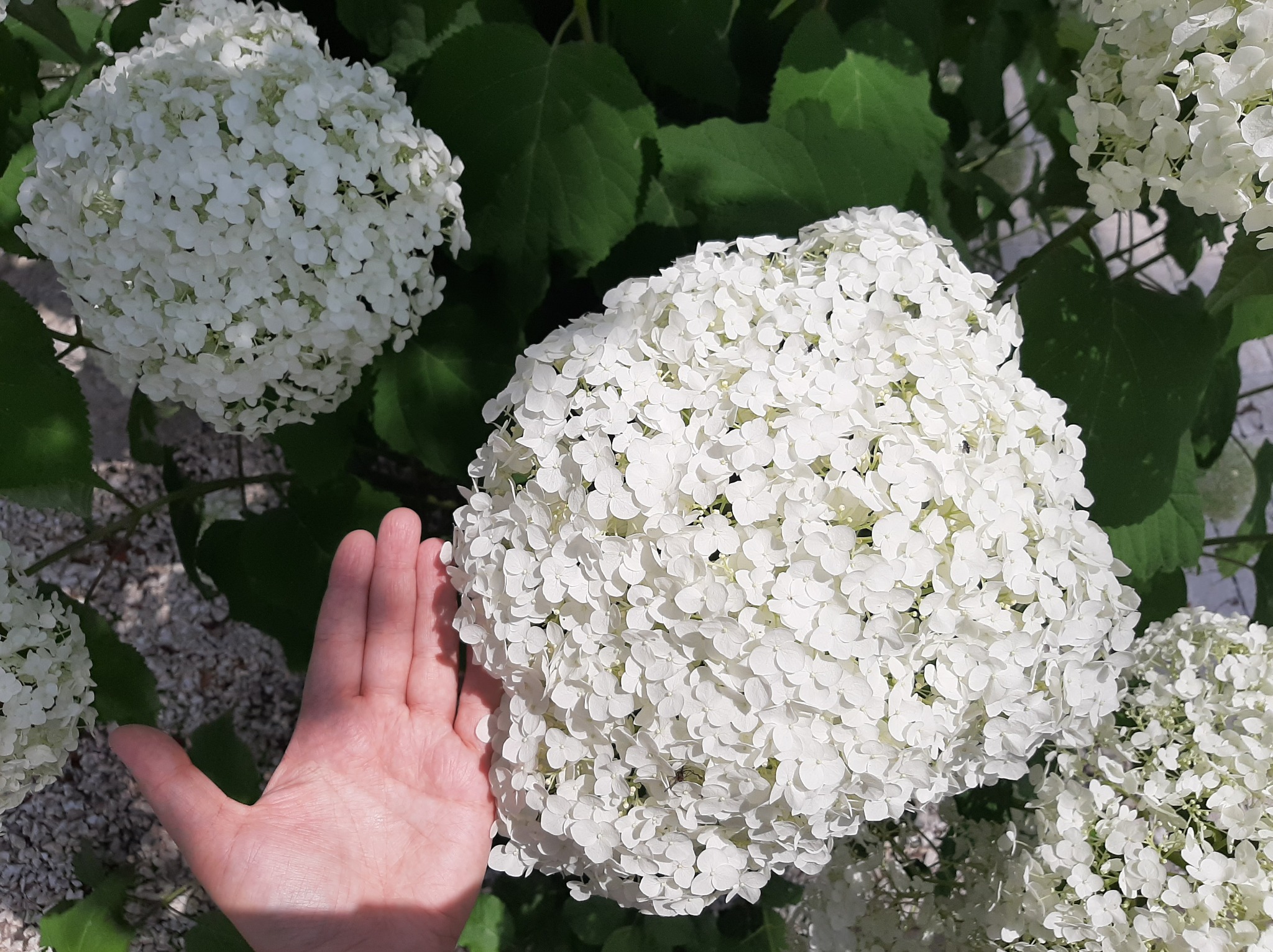 Bliskie ujęcie białej hortensji Annabelle z dłonią obok, pokazujące jej wielkość i gęstość kwiatostanu na tle zielonych liści.