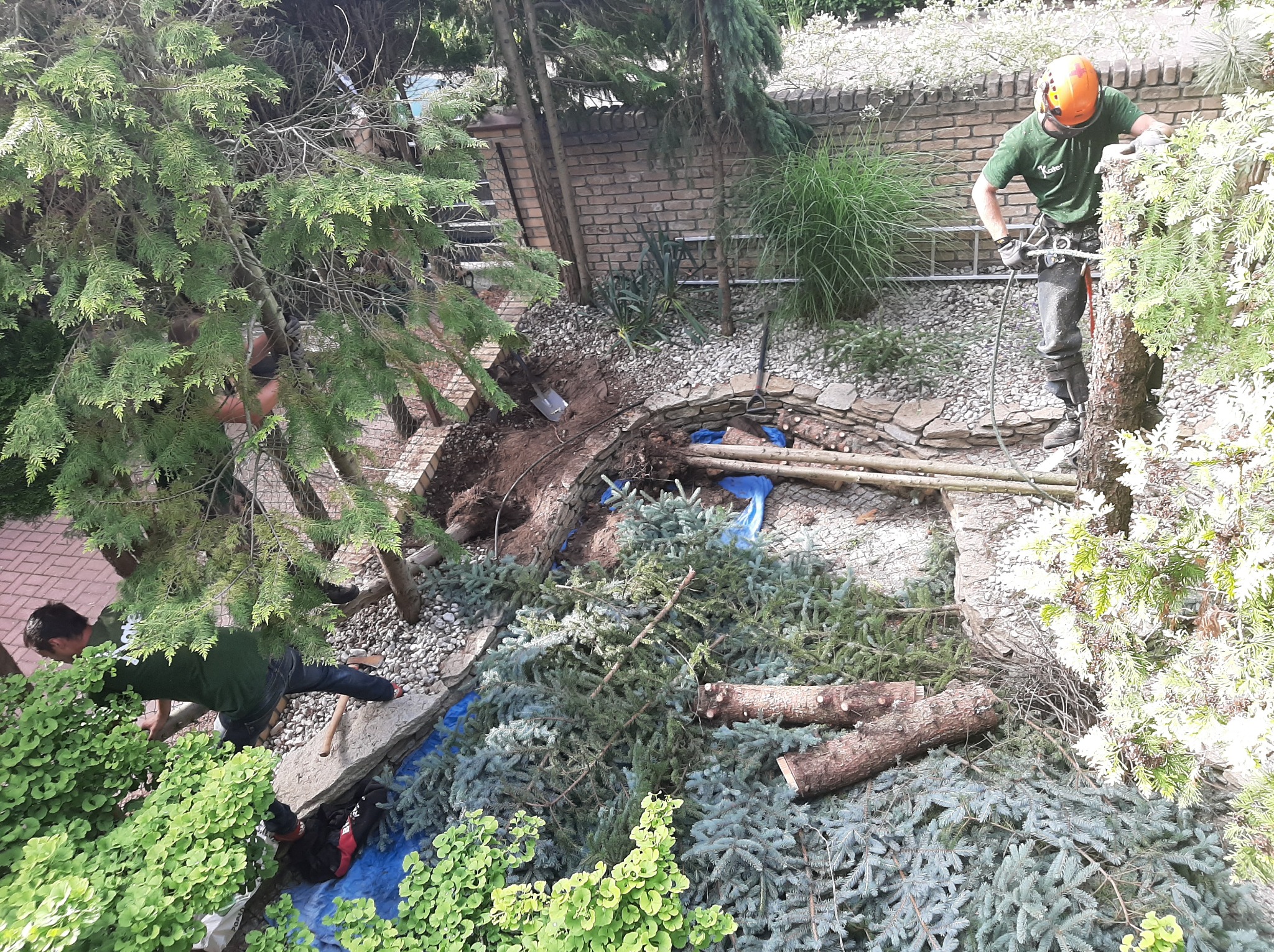 Wykonawca w kasku i zielonej koszulce, z zawieszeniem linowym, przycina gałęzie drzewa. Drugi pracownik usuwa gałęzie na ziemi. Widok z góry na wykopany dół i ścięte gałęzie.