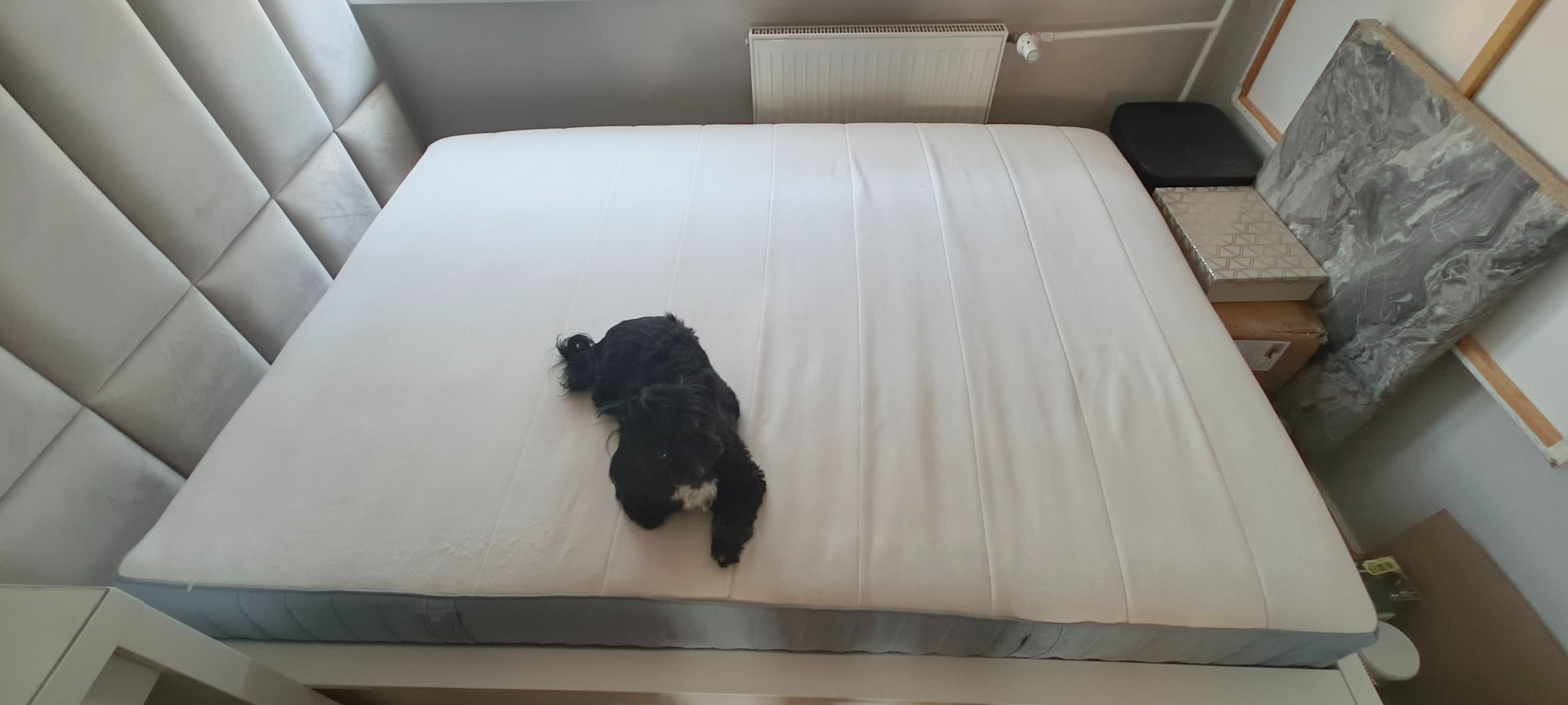 Biały materac z ciemnym psem rasy spaniel leżącym na środku. W tle zagłówek z tapicerowanymi panelami i grzejnik.