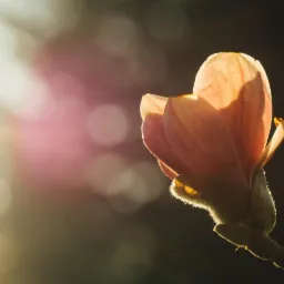 Delikatny pąk magnolii podświetlony ciepłym światłem, z widocznymi miękkimi włoskami na pąku i rozmytym tłem.