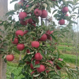 Drzewo jabłoni obficie oblepione czerwonymi jabłkami w sadzie, z widoczną podporą i zielonym runem w tle.