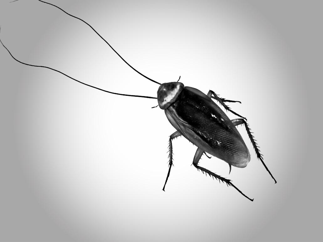 Czarno-białe zbliżenie karalucha z długimi czułkami na jasnym, rozmytym tle.