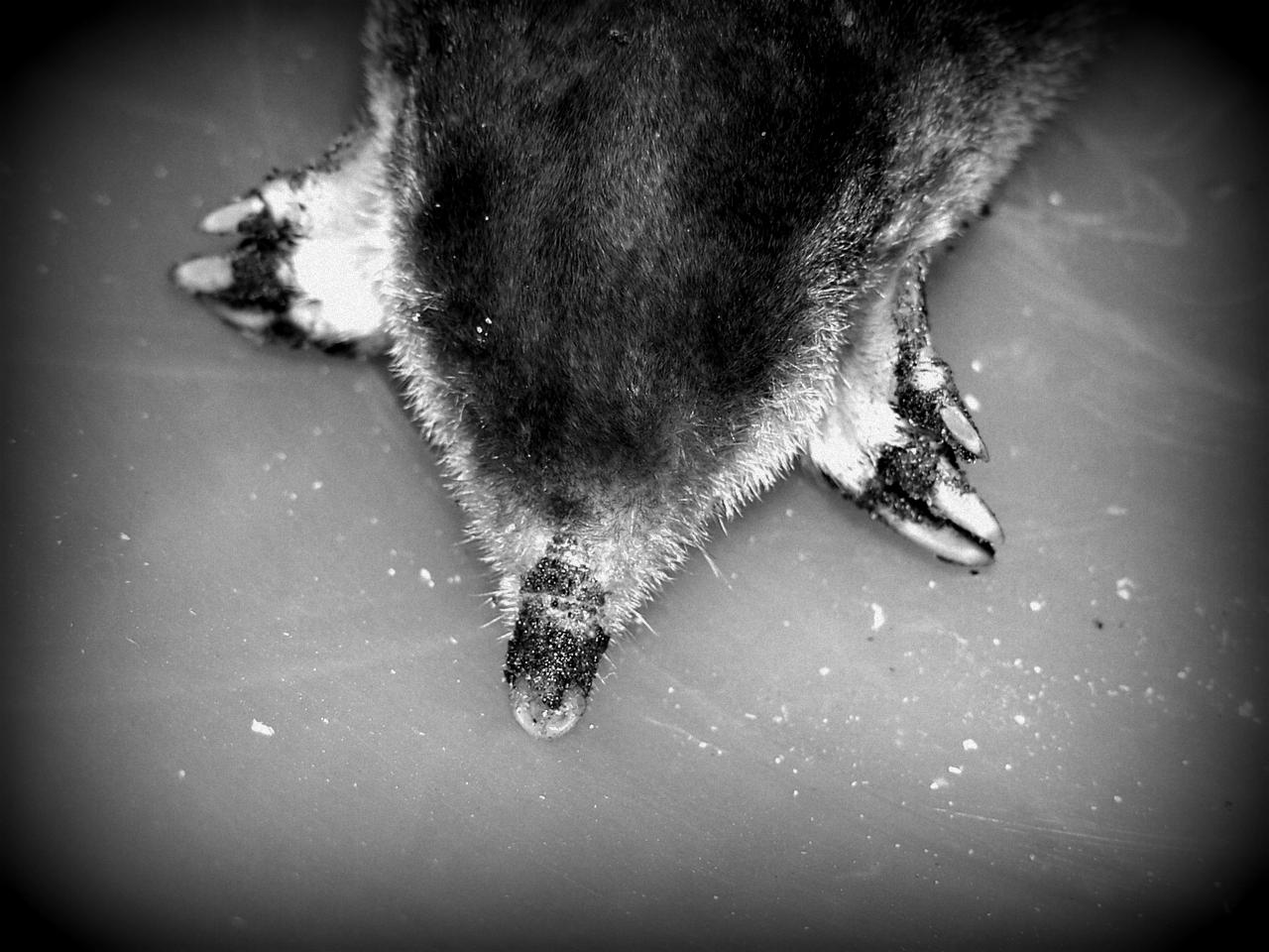 Martwy kret w czerni i bieli, z bliska widoczne łapy i pyszczek z ziemią, leżący na gładkiej powierzchni.