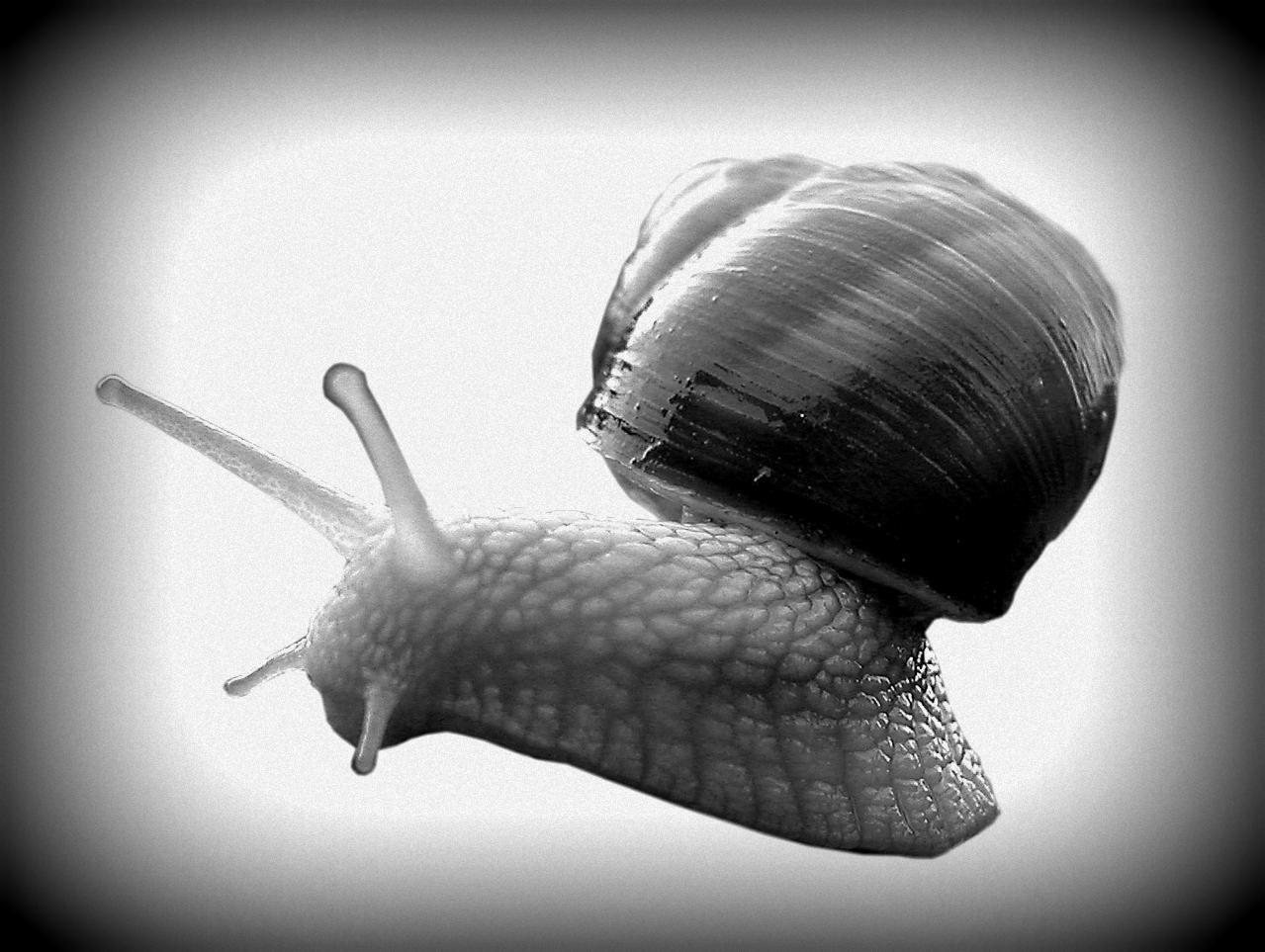 Czarno-białe, zbliżenie ślimaka winniczka na jasnym tle, ukazujące szczegółową teksturę skorupy i ciała.