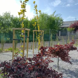 Młode drzewka z żółtymi kwiatami zabezpieczone drewnianymi konstrukcjami, posadzone w ogrodzie wysypanym białym grysem, z niskimi drzewkami o bordowych liściach na pierwszym planie.