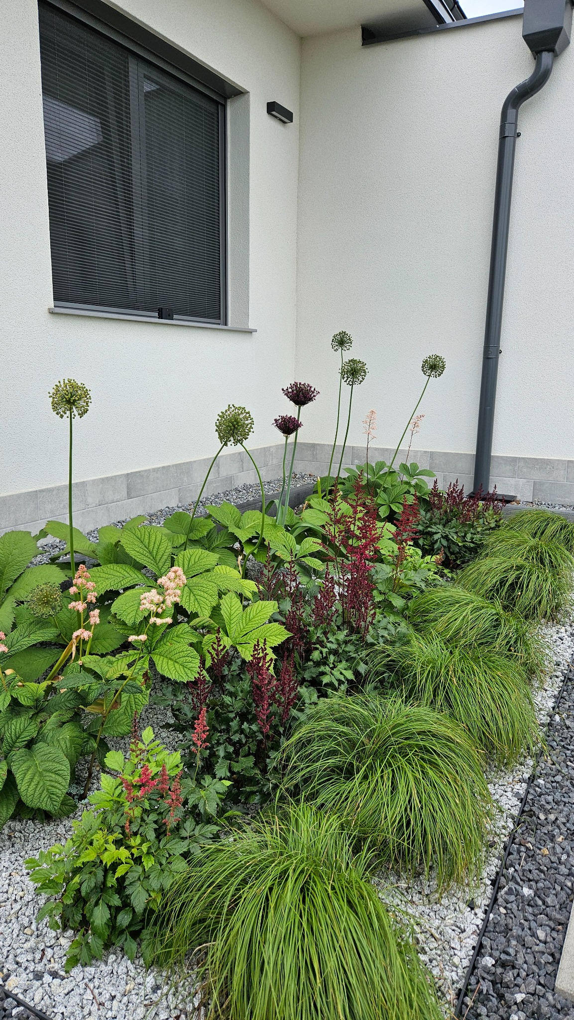 Kompaktowy ogród przy ścianie domu z ozdobnymi trawami, kwitnącymi astrami i kulistymi czosnkami, wysypany szarym żwirem. Nowoczesne detale architektoniczne.