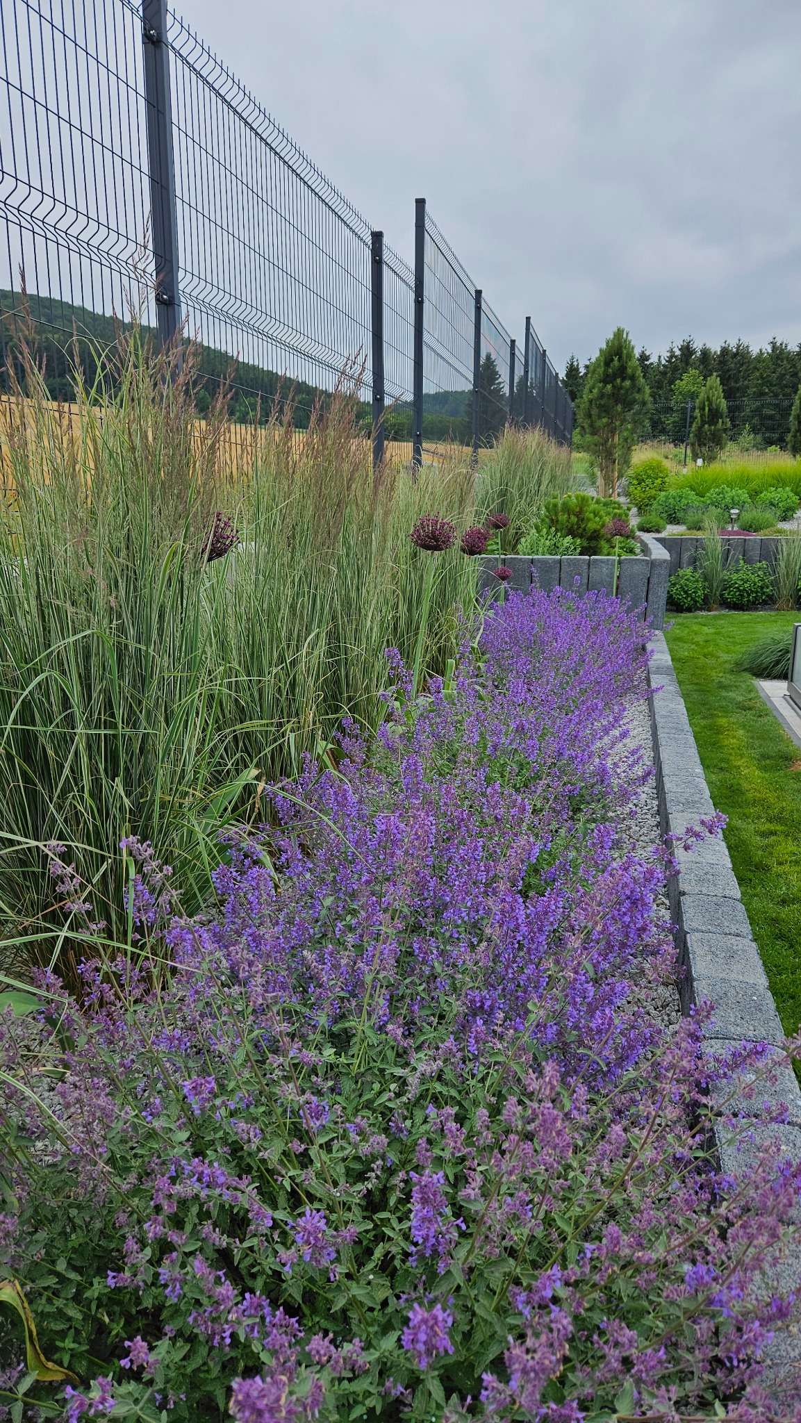 Kaskada fioletowych kwiatów wzdłuż kamiennego murku, wysokie trawy ozdobne i nowoczesne ogrodzenie panelowe w tle. Estetyczny ogród.