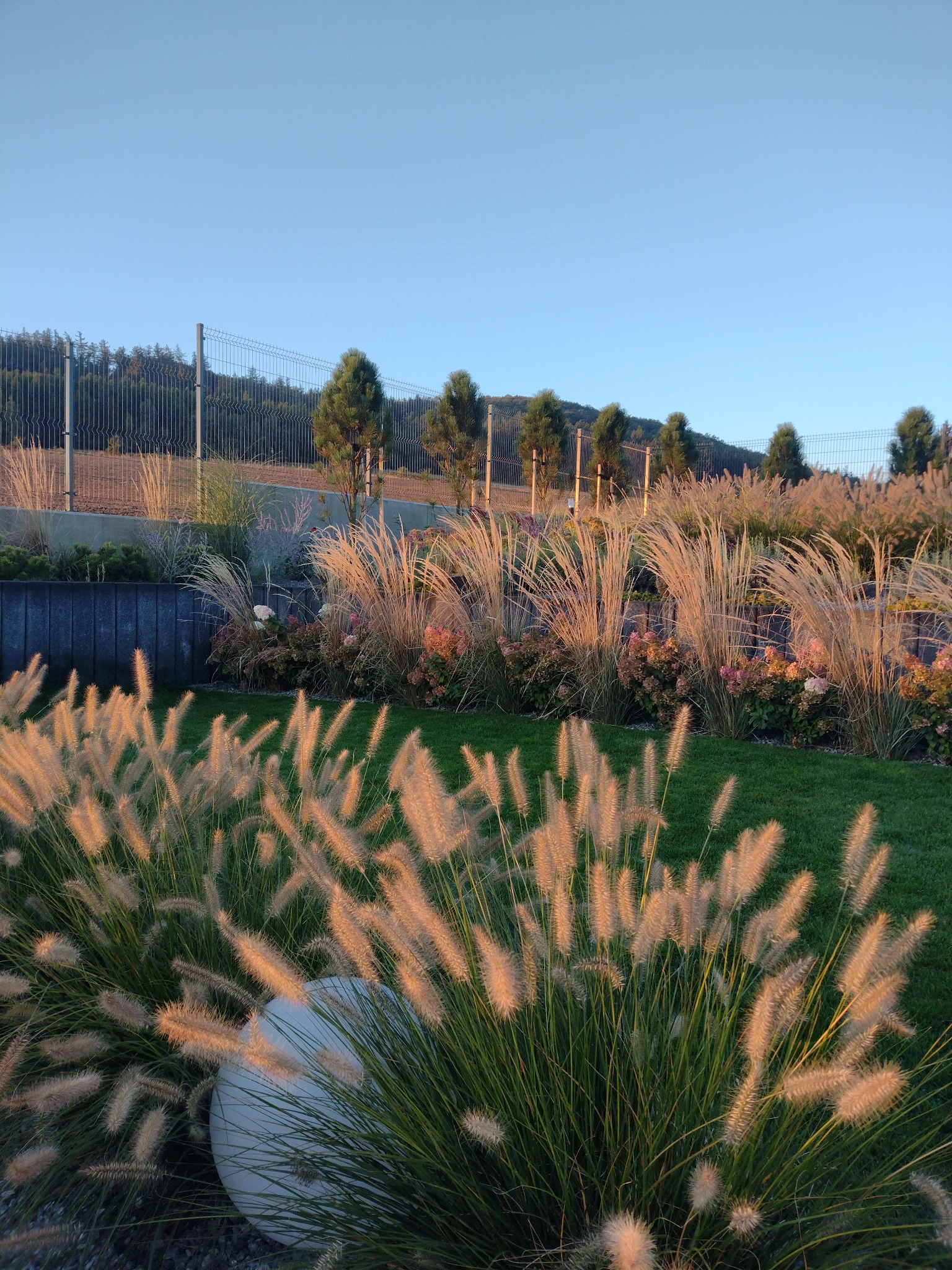 Ogród z ozdobnymi trawami w promieniach zachodzącego słońca. Trawy w różnych odcieniach złota i zieleni, na tle zielonego trawnika i ogrodzenia z siatki.