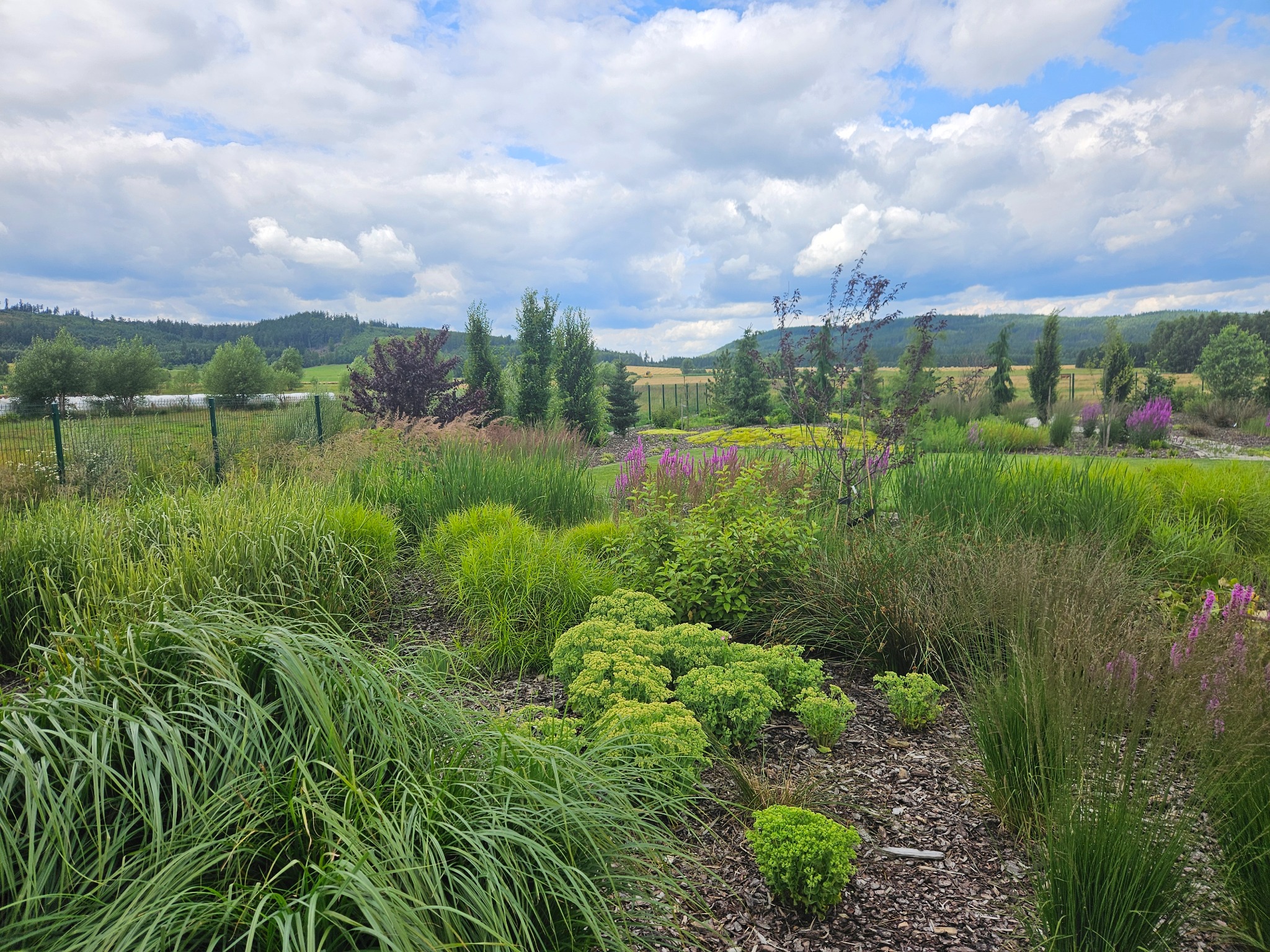 Bujny ogród z ozdobnymi trawami, bylinami i krzewami na tle zielonych wzgórz i błękitnego nieba z chmurami. Widok na różnorodne rośliny w pełnej krasie.