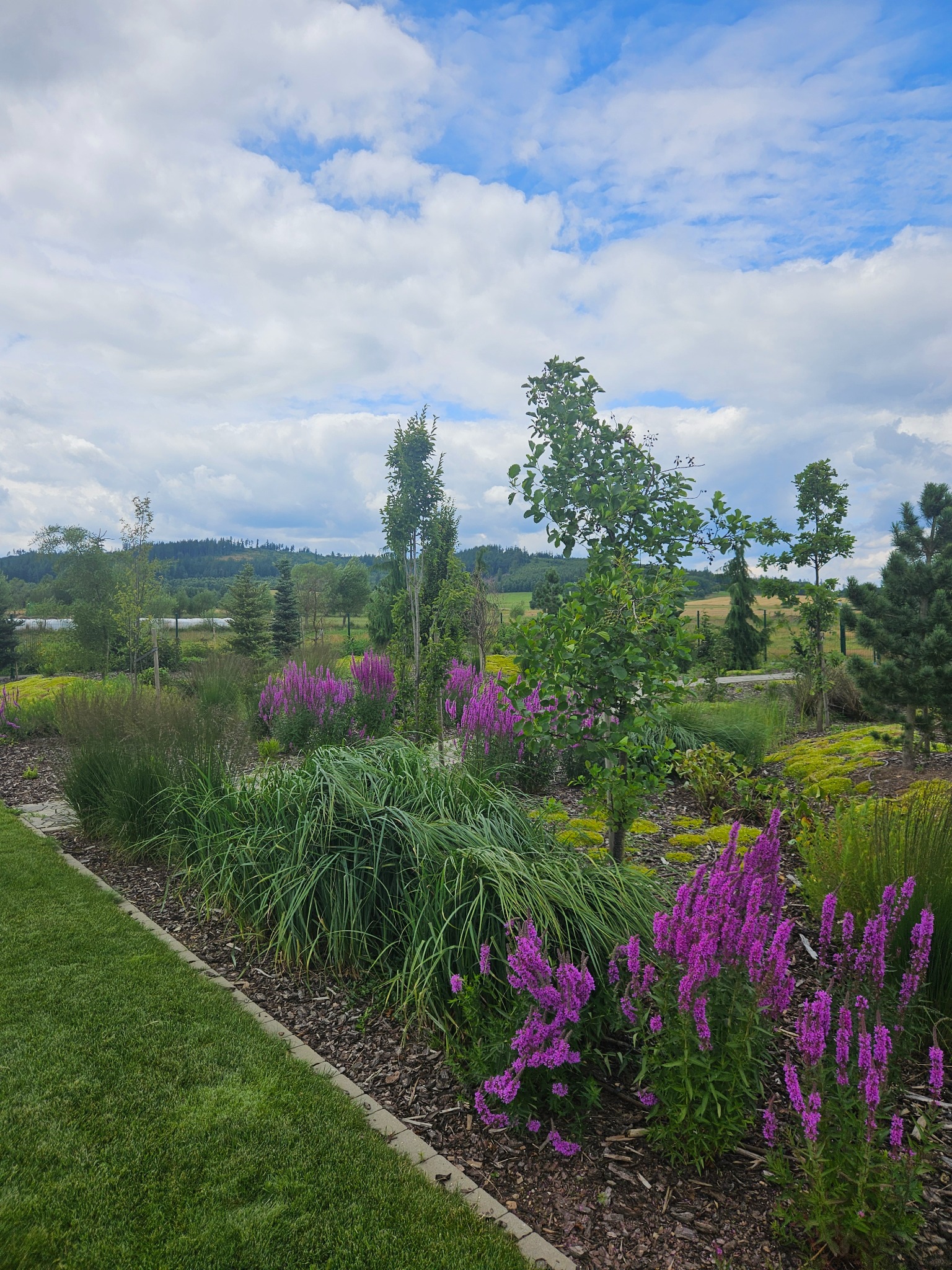 Kaskadowy ogród z kwitnącymi na fioletowo roślinami, ozdobnymi trawami i korą. W tle drzewa iglaste i liściaste, błękitne niebo z chmurami.