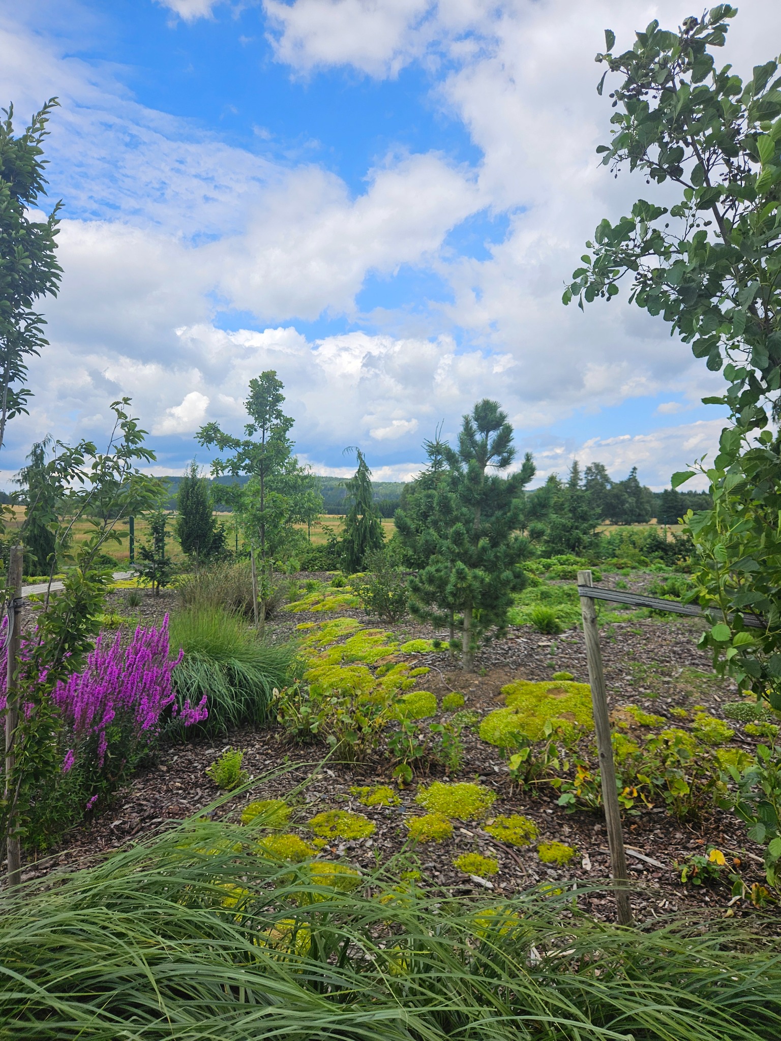 Urozmaicony ogród z kwitnącymi fioletowymi i żółtymi roślinami, drzewami iglastymi i liściastymi na tle błękitnego nieba z chmurami. Elementy drewniane w kompozycji.