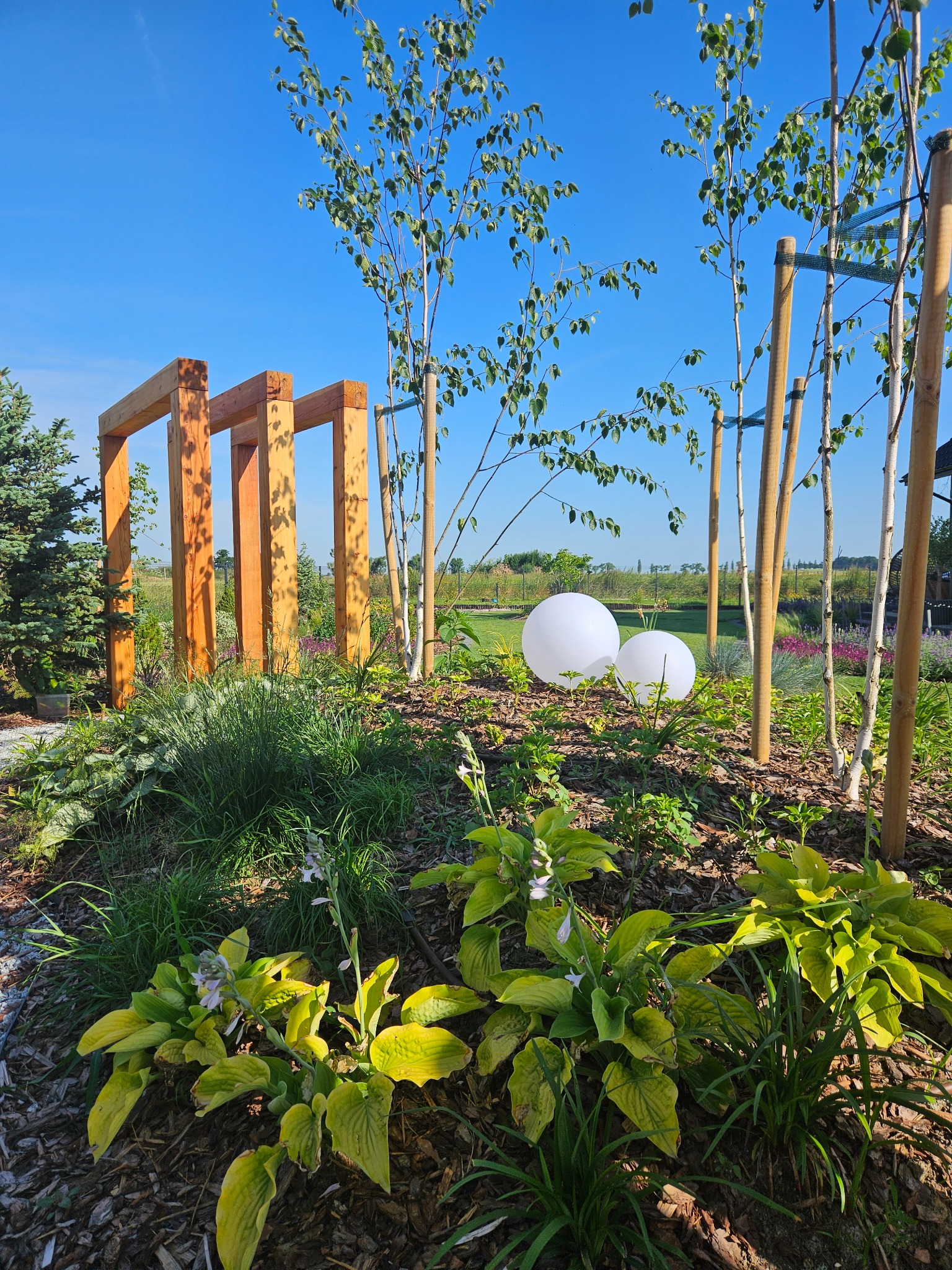Nowoczesny ogród z drewnianą pergolą, młodymi brzozami podpartymi palikami i kulistymi lampami. Rabaty z funkiami i trawami, kora na ziemi, błękitne niebo.