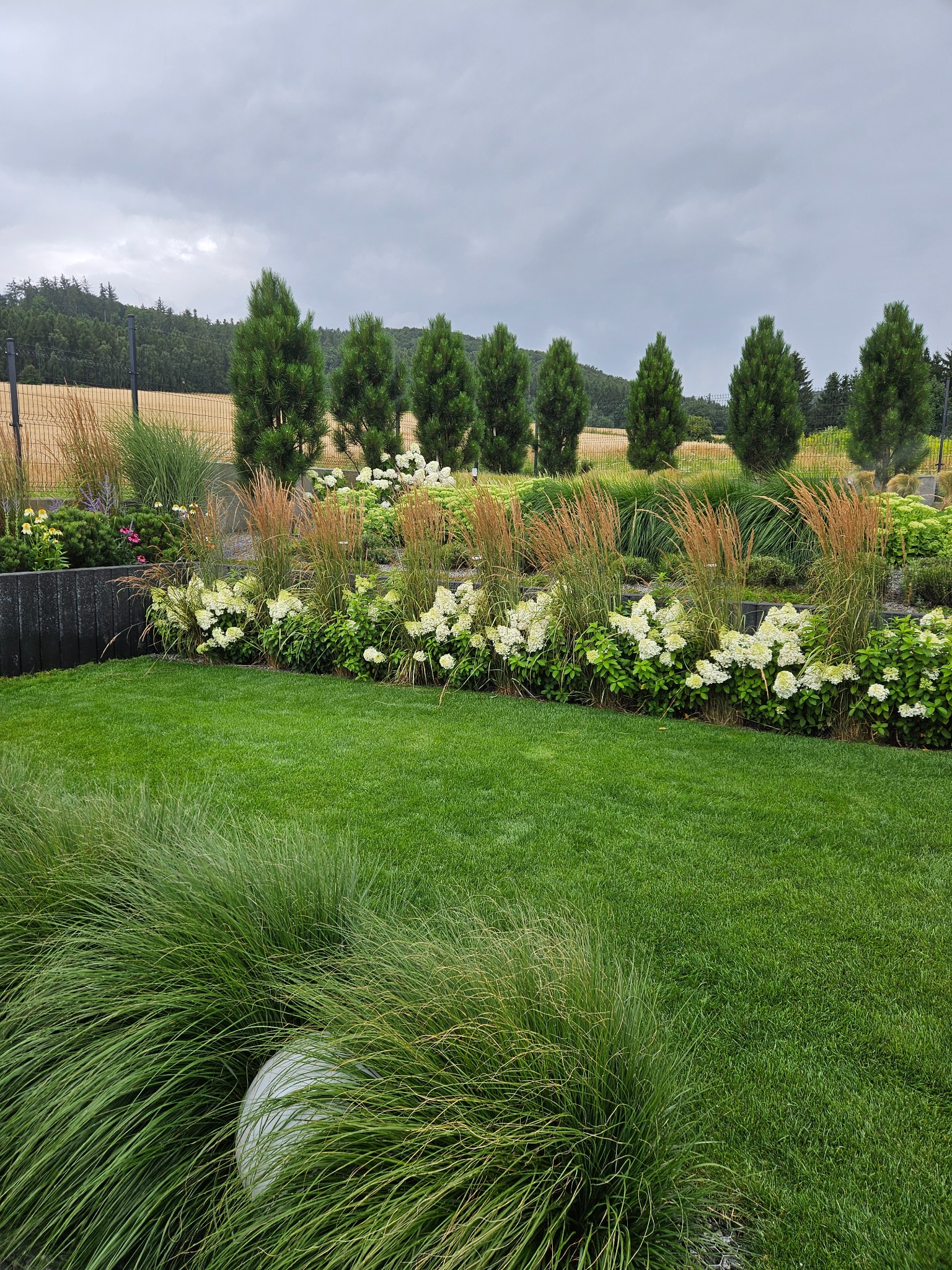 Zadbany ogród z równo przystrzyżonym trawnikiem, rabatami z białymi hortensjami i ozdobnymi trawami. W tle rząd strzelistych iglaków i siatka ogrodzeniowa.