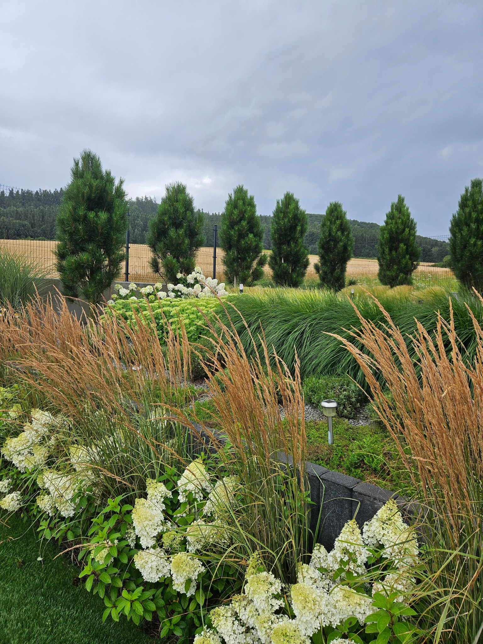 Uporządkowany ogród z trawami ozdobnymi, białymi hortensjami i rzędem małych drzew iglastych na tle pochmurnego nieba i pola. Widoczne lampy ogrodowe.