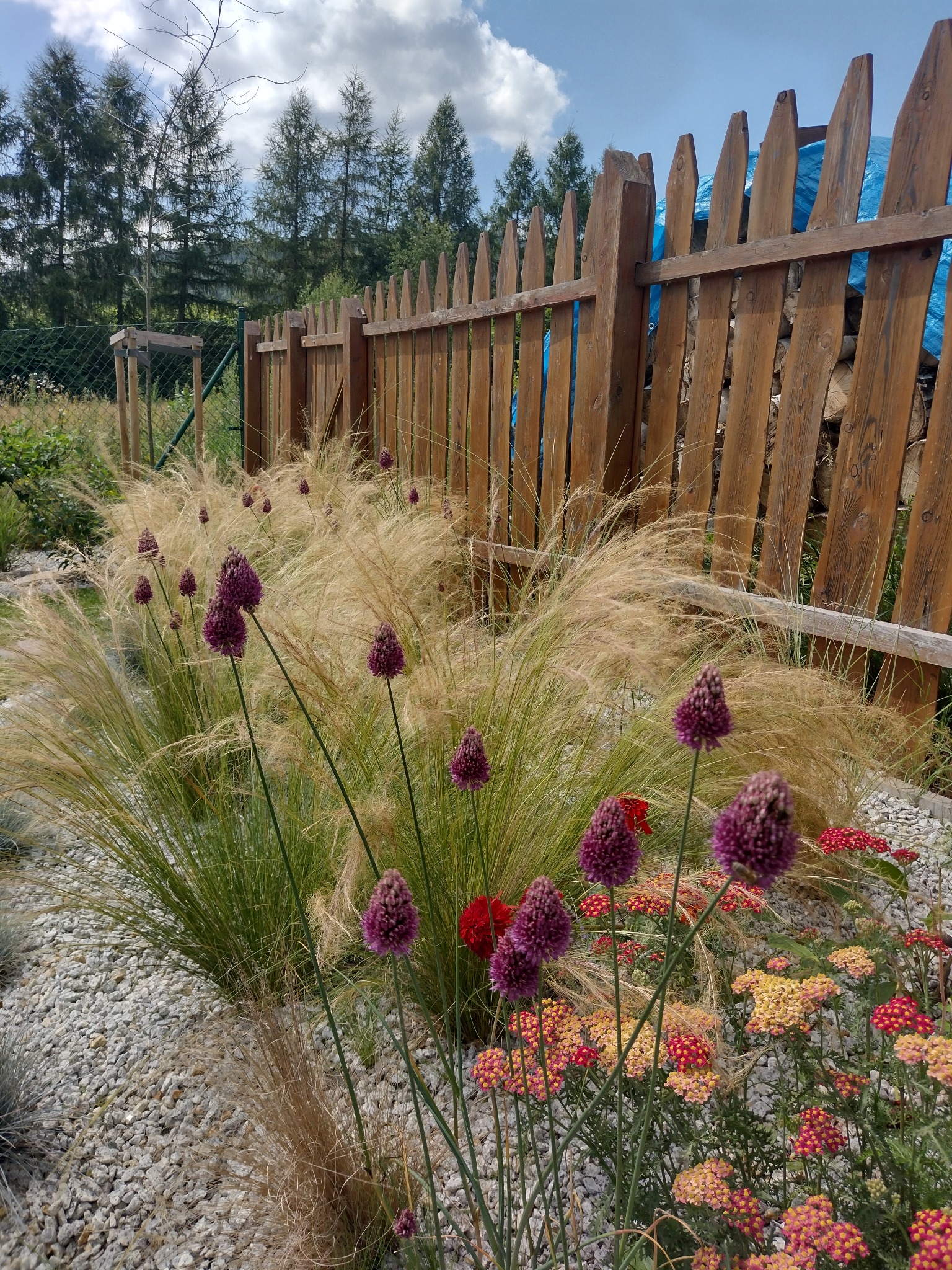 Kwitnący czosnek ozdobny i trawy na tle drewnianego płotu z prześwitami, na żwirowym podłożu. W tle drzewa iglaste i błękitne niebo z chmurami.