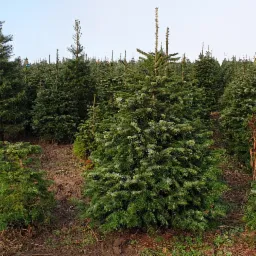 Sadzawka młodych jodeł na plantacji, widok na liczne, gęsto rosnące drzewka o różnych rozmiarach i odcieniach zieleni, z ziemią i resztkami roślinności na pierwszym planie.