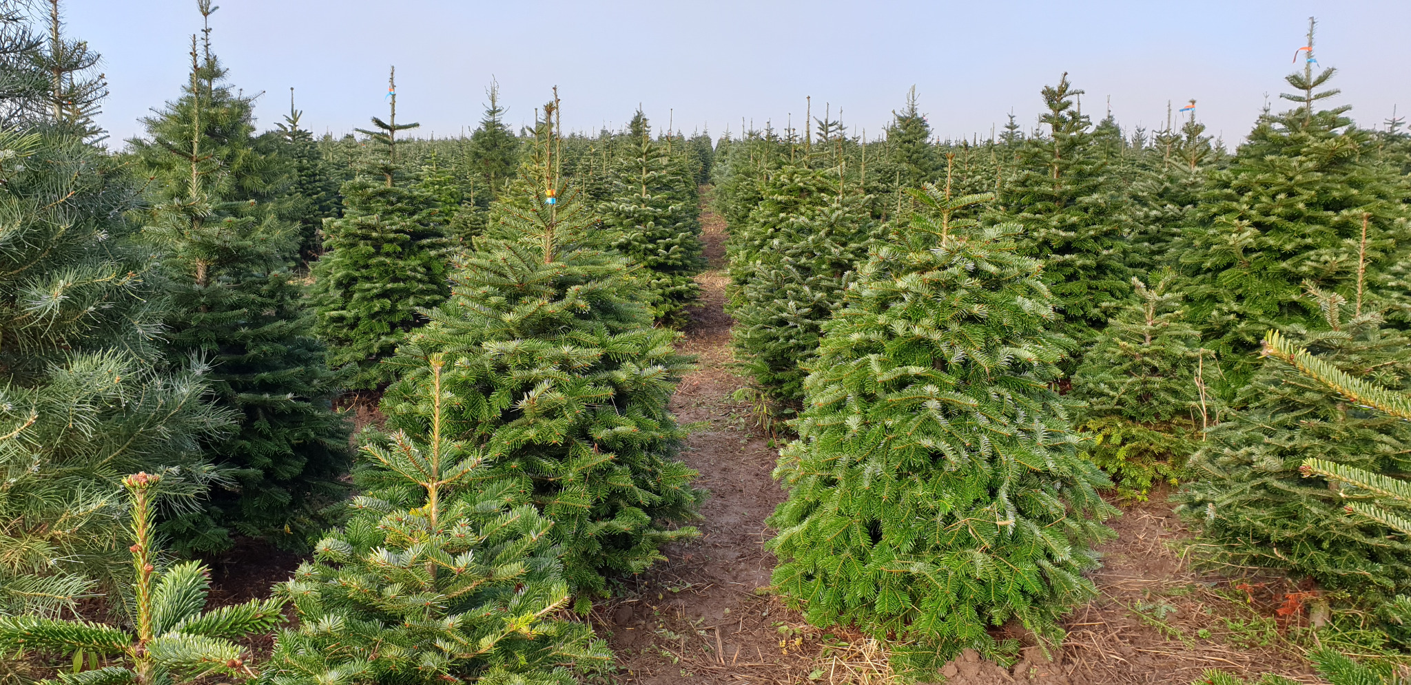 Plantacja choinek z równymi rzędami, widoczne brązowe ścieżki między drzewkami, niektóre drzewka oznaczone kolorowymi wstążkami.