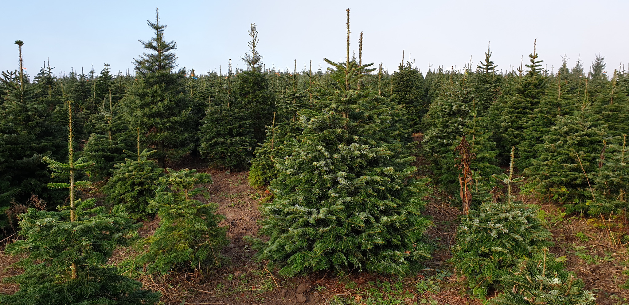 Sadzawka młodych jodeł na plantacji, widok na liczne, gęsto rosnące drzewka o różnych rozmiarach i odcieniach zieleni, z ziemią i resztkami roślinności na pierwszym planie.
