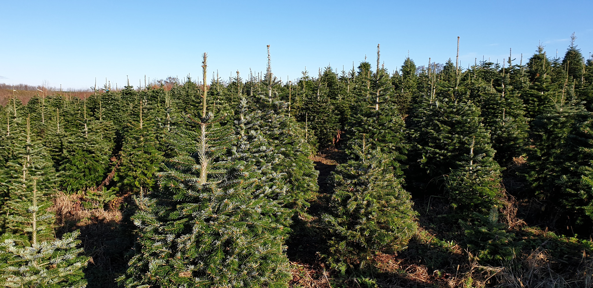 Pole uprawne z gęsto posadzonymi młodymi drzewkami iglastymi, prawdopodobnie świerkami, pod błękitnym niebem.