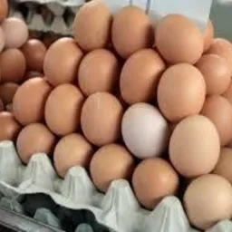 Brązowe i jedno białe jajko w wytłaczankach, ułożone w piramidę, widoczne w tle kolejne rzędy jaj.