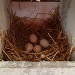 Cztery brązowe jaja w gnieździe ze słomy, umieszczonym wewnątrz drewnianej, pomalowanej na biało skrzynki z widocznymi śladami zużycia.
