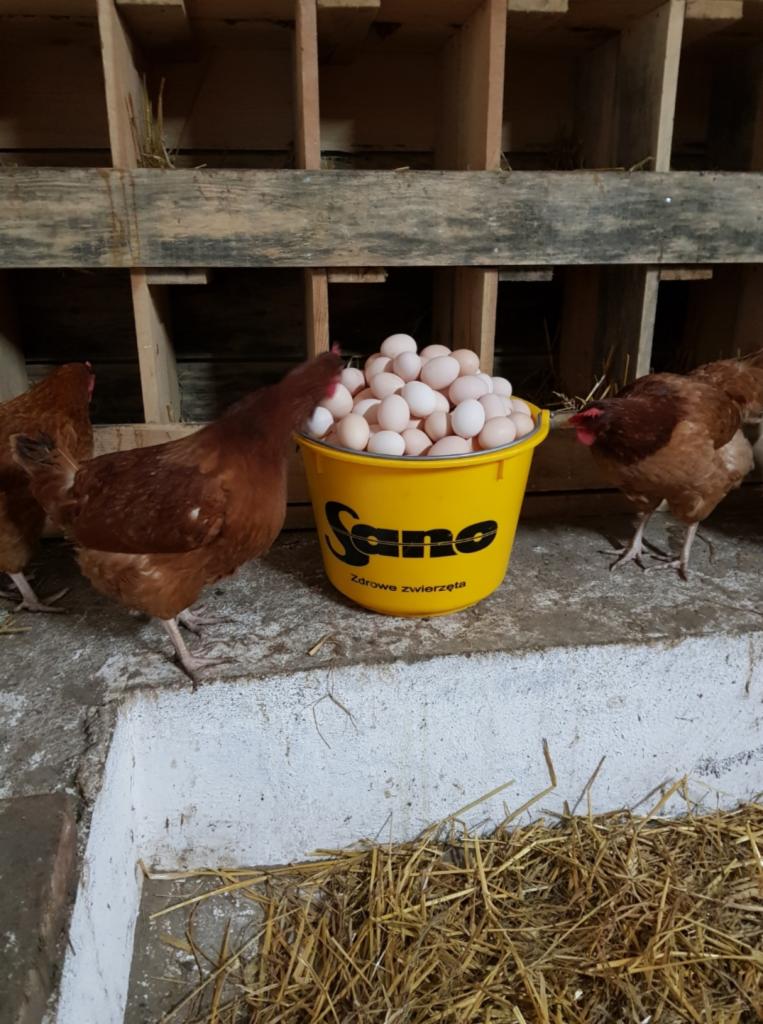 Kury rasy Rhode Island Red przy żółtym wiadrze wypełnionym zebranymi produktami, w tle drewniane gniazda.