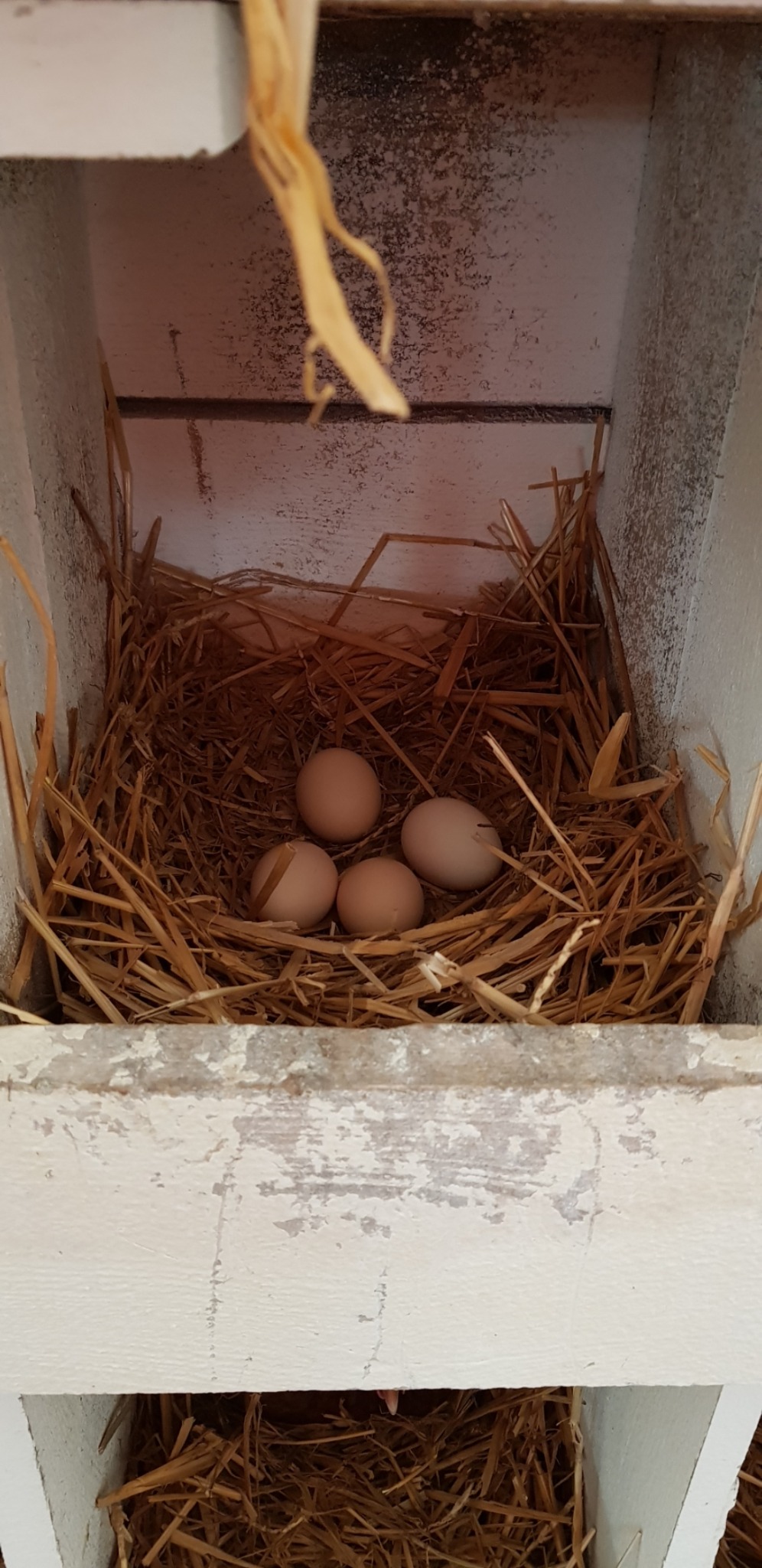 Cztery brązowe jaja w gnieździe ze słomy, umieszczonym wewnątrz drewnianej, pomalowanej na biało skrzynki z widocznymi śladami zużycia.