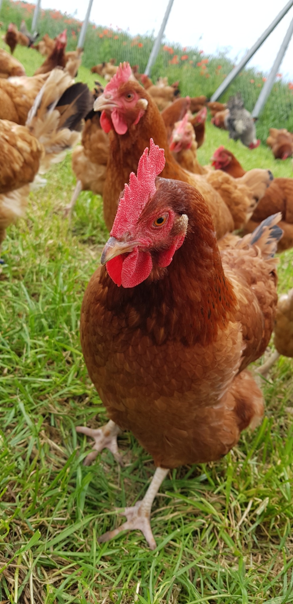 Brązowa kura z czerwonym grzebieniem na zielonej trawie, z innymi kurami w tle i elementami konstrukcji szklarni.