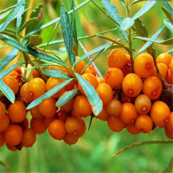 Gałązka rokitnika zwyczajnego z dojrzałymi, pomarańczowymi owocami i wąskimi, zielonymi liśćmi na rozmytym, zielonym tle.