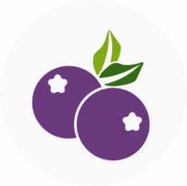 Grafika wektorowa przedstawiająca dwie fioletowe borówki z zielonymi listkami na białym tle, stylizowana ilustracja.