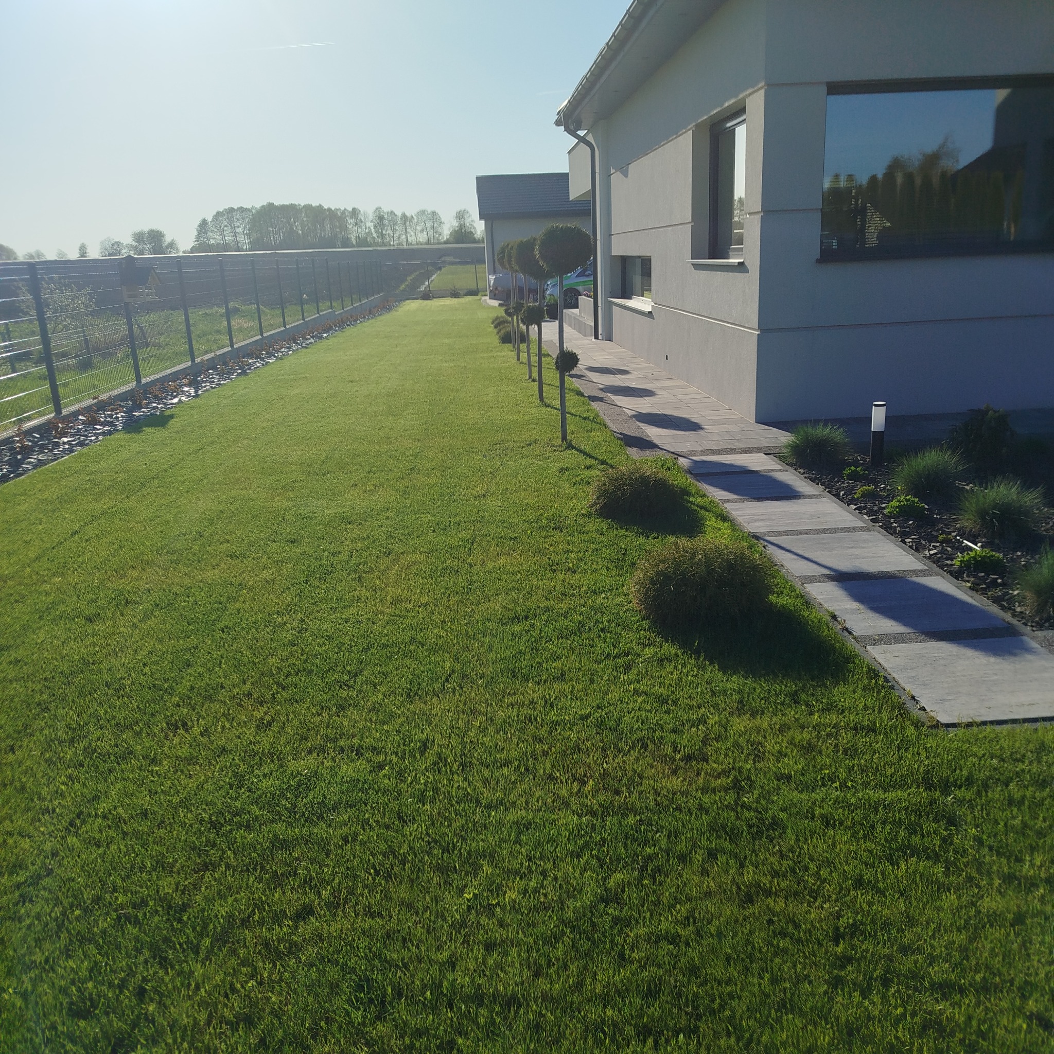 Zadbany trawnik z rolki przed nowoczesnym domem. Widoczny metalowy płot, ścieżka z płyt betonowych i ozdobne drzewka kuliste. Idealny trawnik.