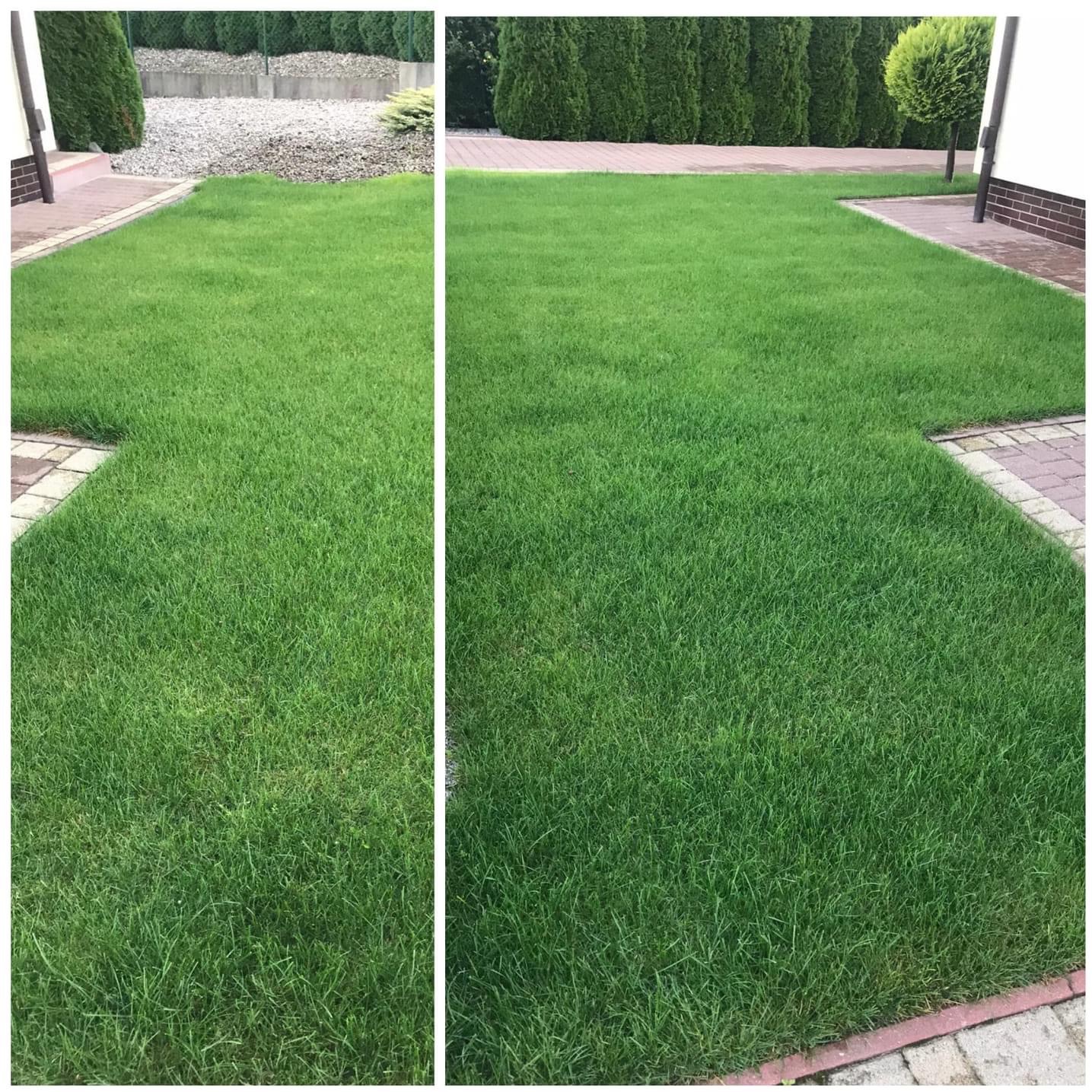 Równomiernie skoszony trawnik z regularnymi obrzeżami z kostki brukowej, widok z góry, w tle wysokie tuje i dekoracyjny żwir.