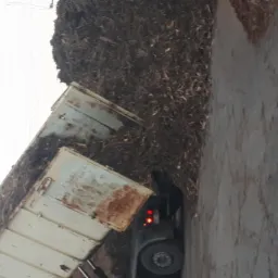 Ciężarówka z uchylną naczepą wysypuje dużą pryzmę trocin i zrębków drzewnych na betonową powierzchnię. Widoczne ślady rdzy na naczepie.