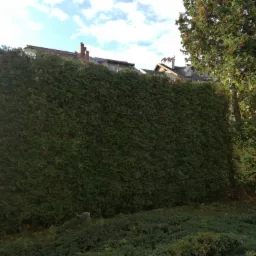 Gęsty, równo przycięty żywopłot z tui szmaragd, tworzący zieloną ścianę w ogrodzie, z domami w tle pod błękitnym niebem z chmurami.