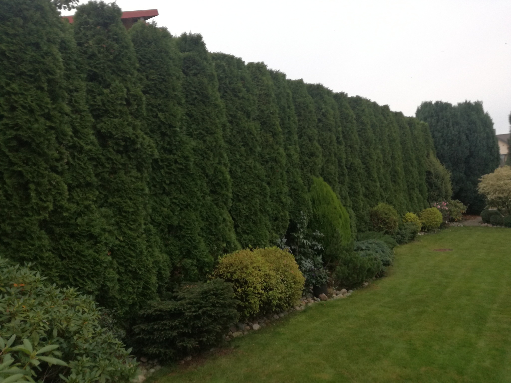 Równy szpaler gęsto posadzonych, ciemnozielonych tuj, tworzący naturalny żywopłot w ogrodzie, z niskimi krzewami u podstawy i równo przystrzyżonym trawnikiem.