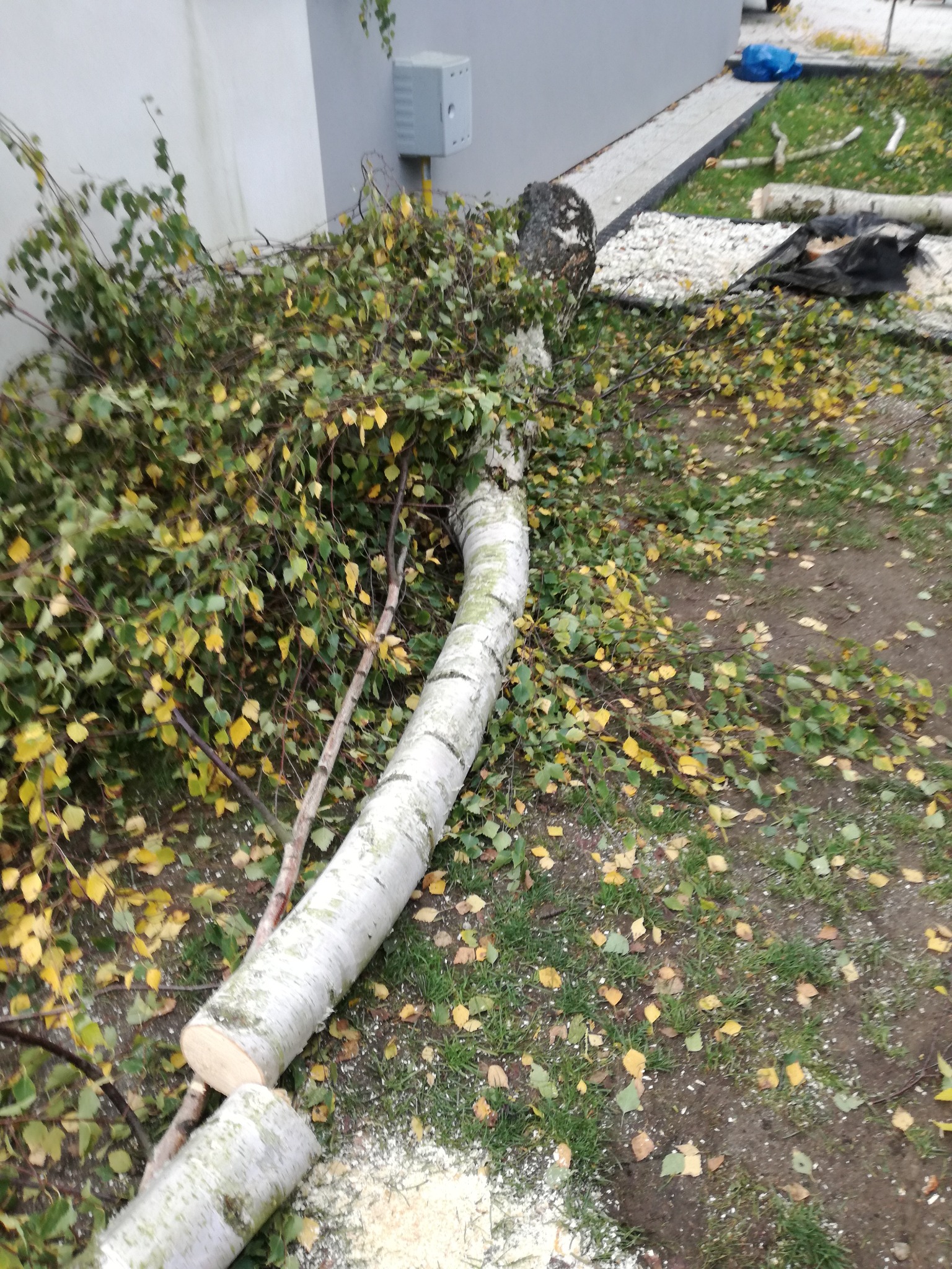 Ścięta brzoza z żółknącymi liśćmi leżąca na trawie obok chodnika z białego żwiru, widoczne trociny po cięciu.
