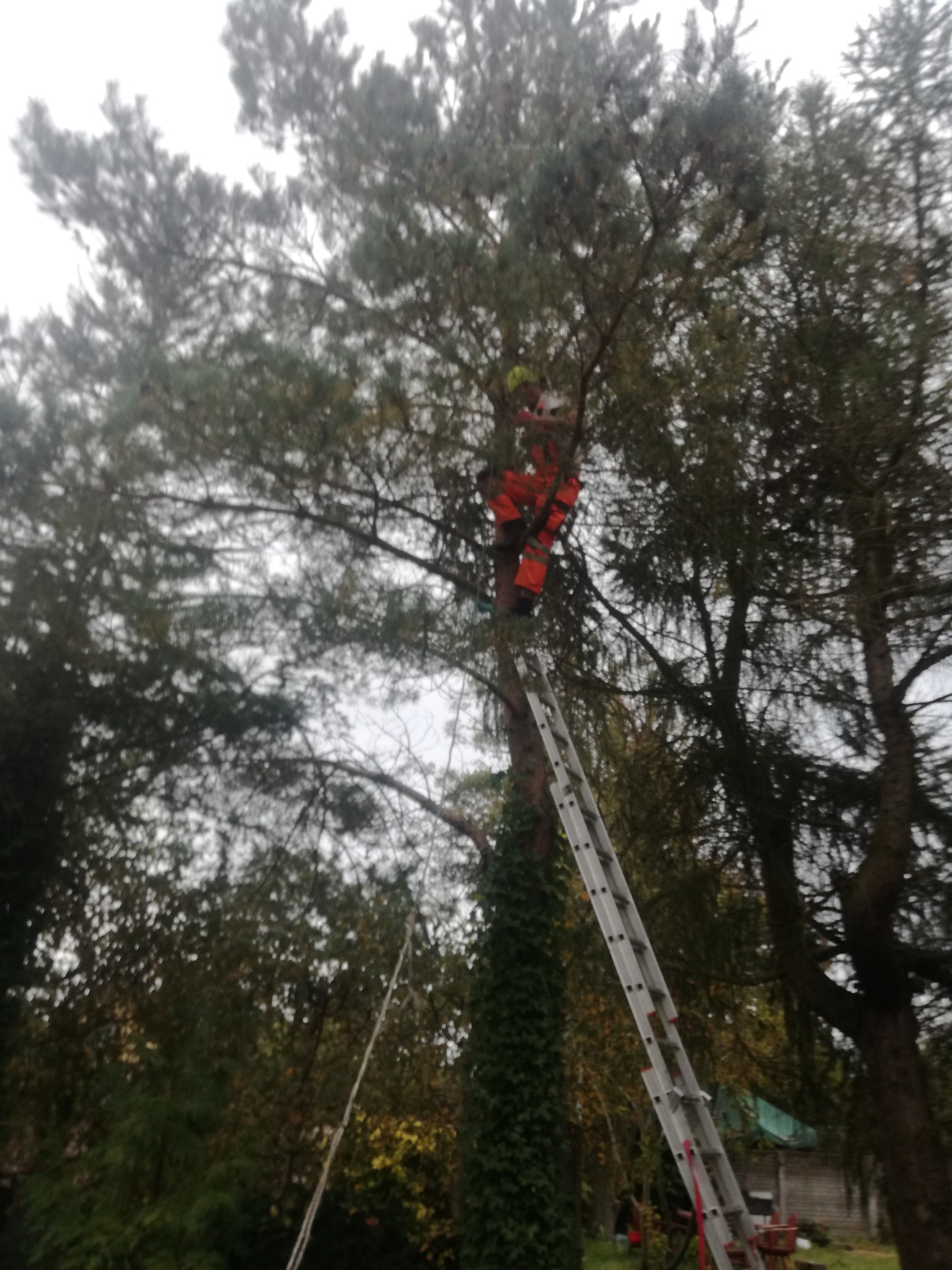 Arborysta w pomarańczowym kombinezonie, stojący na drabinie przystawionej do wysokiego drzewa iglastego, przycina gałęzie piłą łańcuchową; drzewo częściowo porośnięte bluszczem.