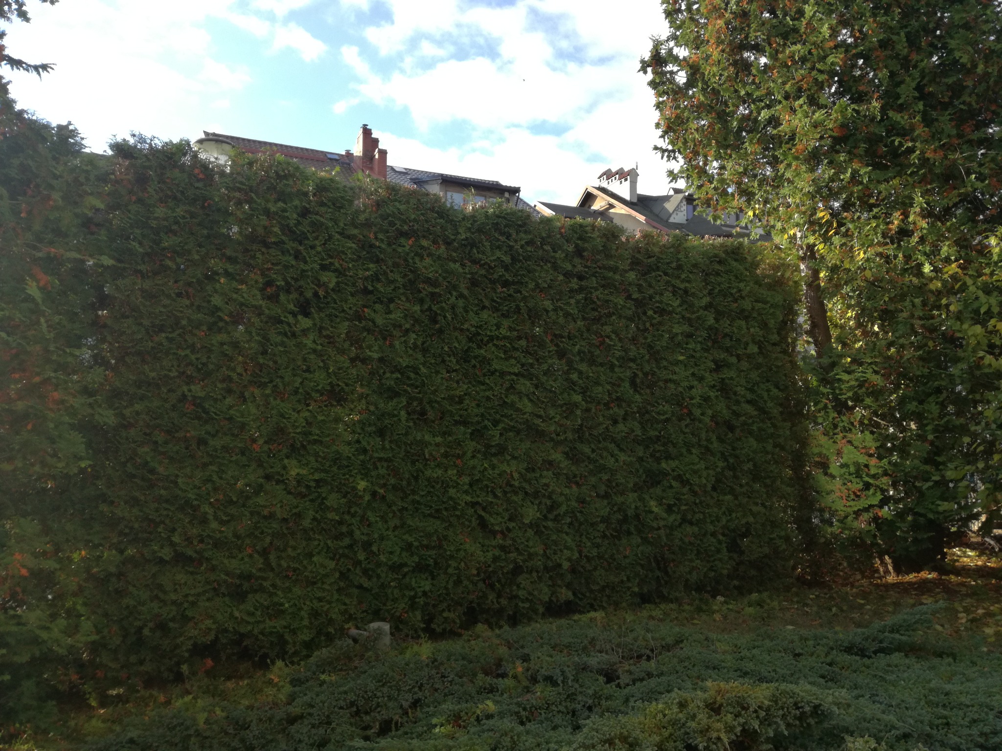 Gęsty, równo przycięty żywopłot z tui szmaragd, tworzący zieloną ścianę w ogrodzie, z domami w tle pod błękitnym niebem z chmurami.