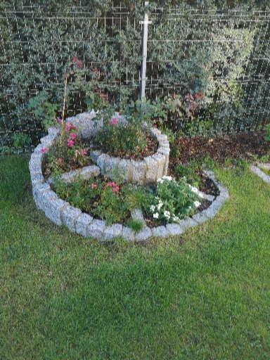 Spiralna rabata kwiatowa z kostki granitowej, obsadzona różami i innymi kwiatami, na tle trawnika i siatki ogrodzeniowej.