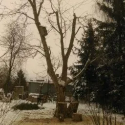 Koszenie ozdobne trawników