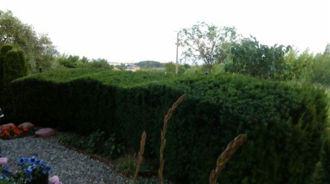 Cięcie żywopłotów