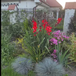 Rabata kwiatowa z czerwonymi mieczykami, różowymi floksami i ozdobną trawą 'sina trawa' na tle czarnego płotu i białego domu z czerwoną dachówką.