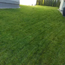 Świeżo skoszony trawnik przed domem z tujami w tle, widoczne paski po kosiarce.